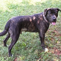 Photo of LJ Tucker, adoptable Mixed Breed (Large) in Columbus, North Carolina