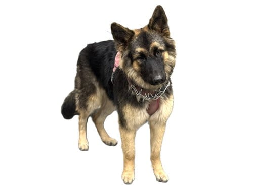 Photo of Gabriella, adoptable German Shepherd Dog in Los Angeles, California