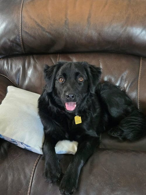 Photo of Poppy, adoptable Poodle (Standard) in Vail, Arizona