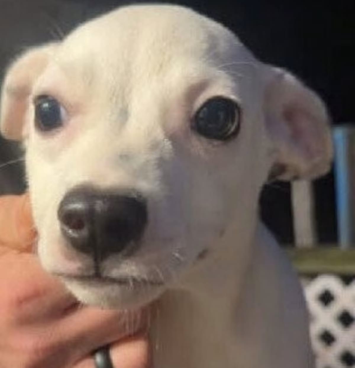 Photo of Mateo, adoptable Chihuahua in New York, New York