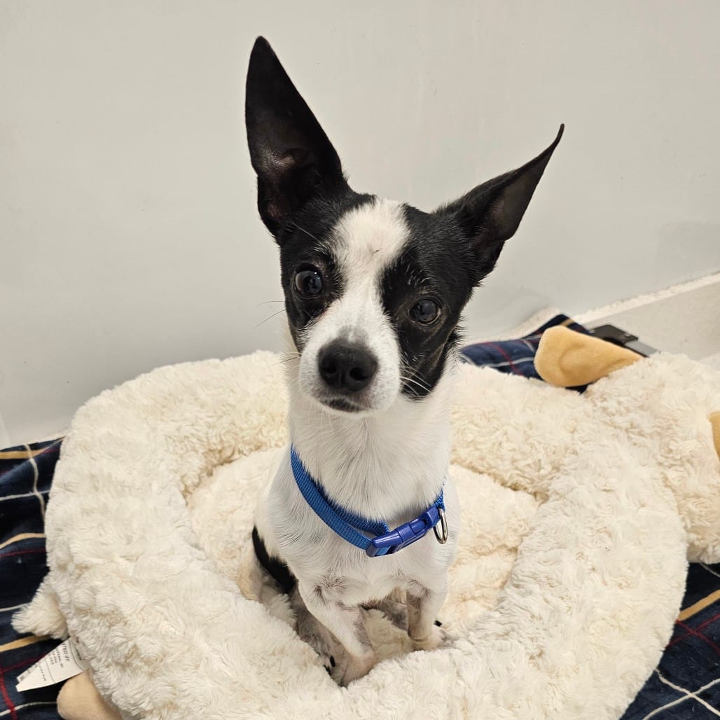 Photo of Snoopy, adoptable Chihuahua in Middletown, New York