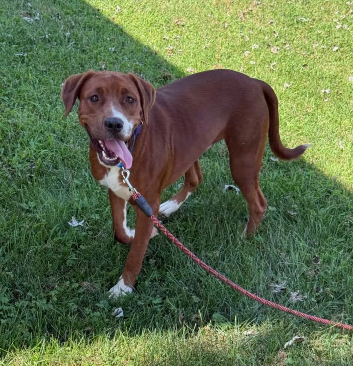 Photo of Drex, adoptable Labrador Retriever/Redbone Coonhound in Potomac, Maryland