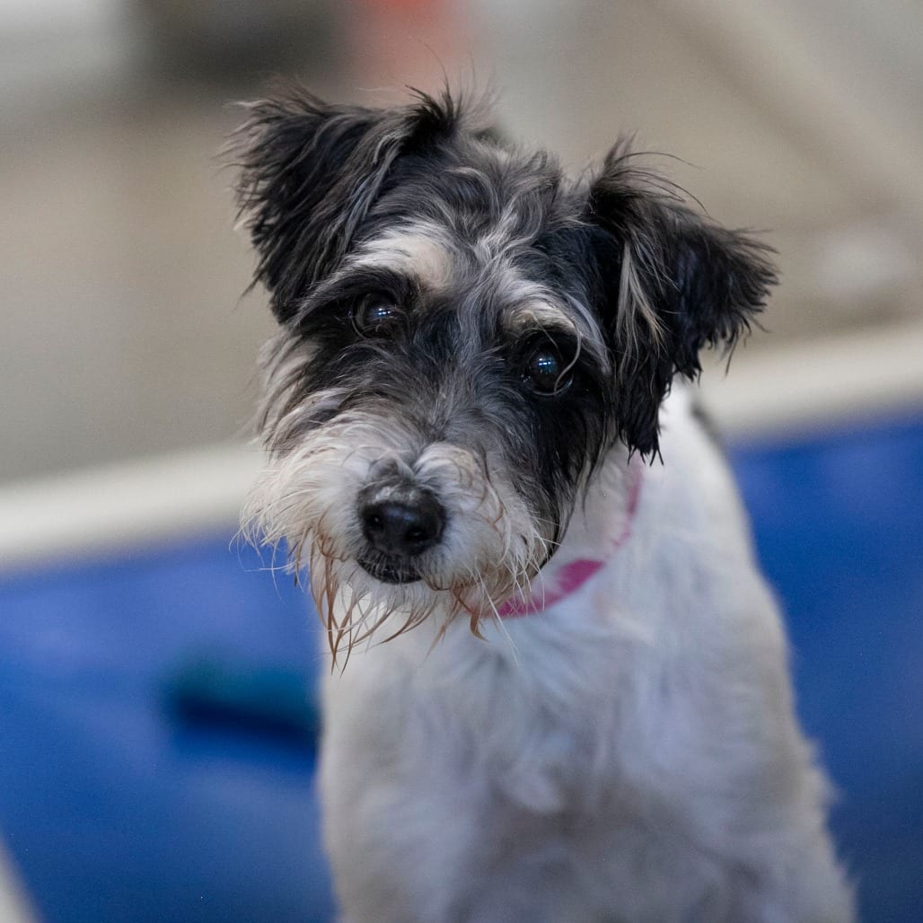 Photo of Whitney (AG26-62), adoptable Terrier, Jack Russell in Colorado Springs, Colorado
