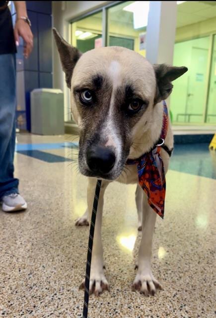 Photo of Alnesa, adoptable Siberian Husky in Miami, Florida