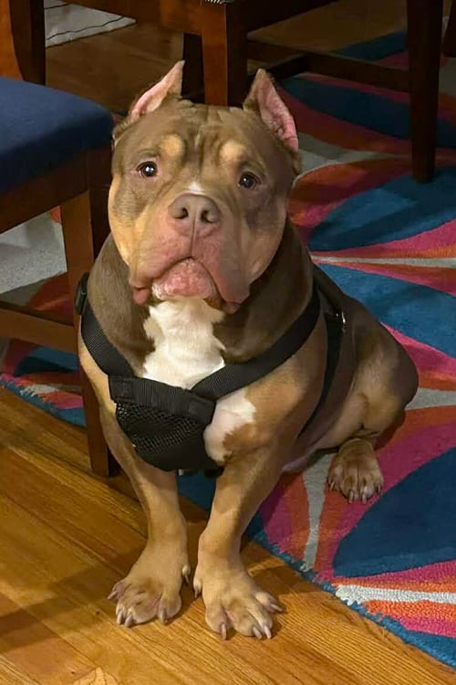 Photo of Boomer, adoptable Bulldog in Arlington, Virginia