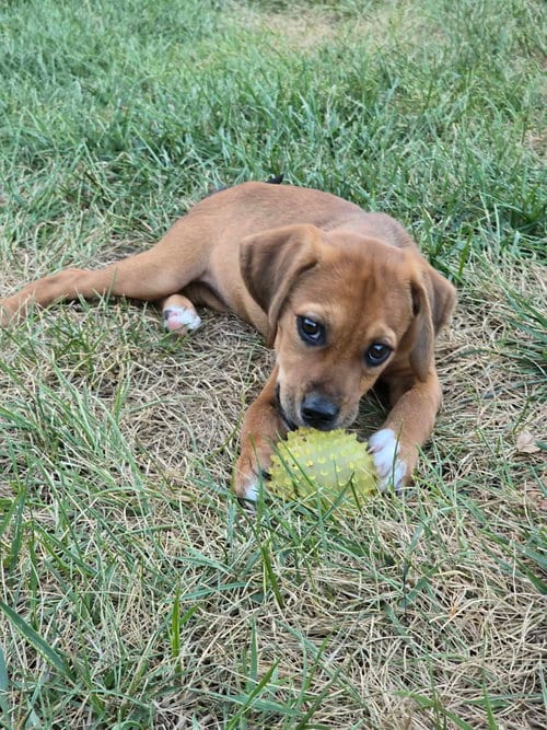 Photo of Winnie, adoptable Hound in Hillsboro, Missouri