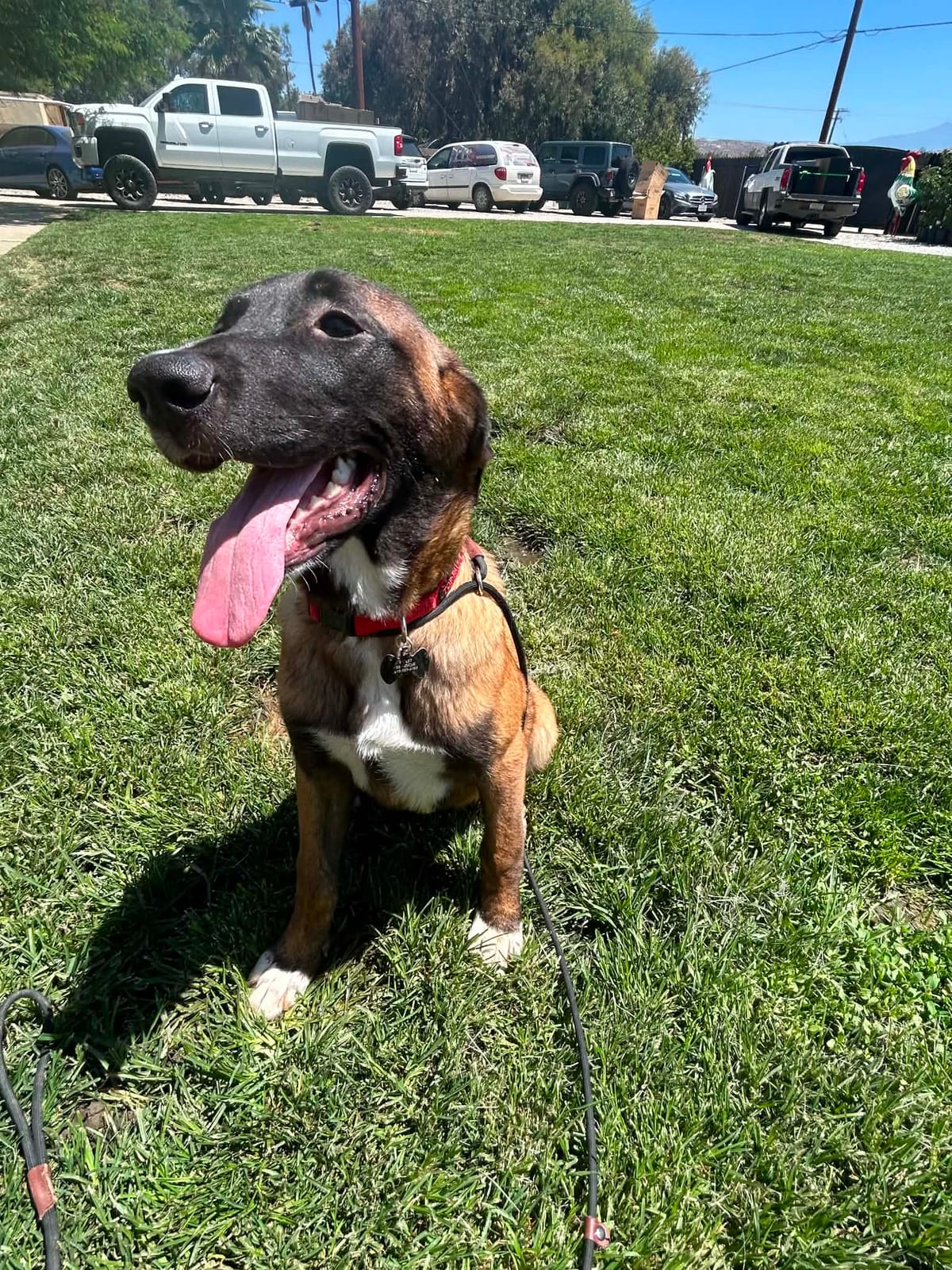 Photo of Piglet, adoptable Belgian Malinois / St Bernard / German Shepherd Dog in Bellflower, California