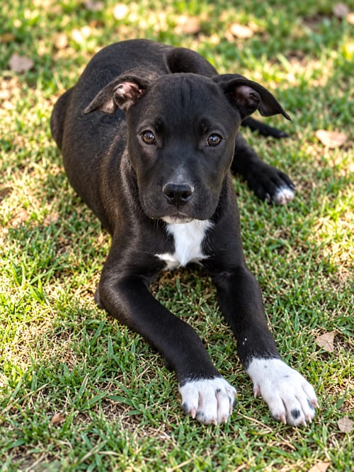 Photo of Montgomery, adoptable Pit Bull Terrier in Nashville, Tennessee