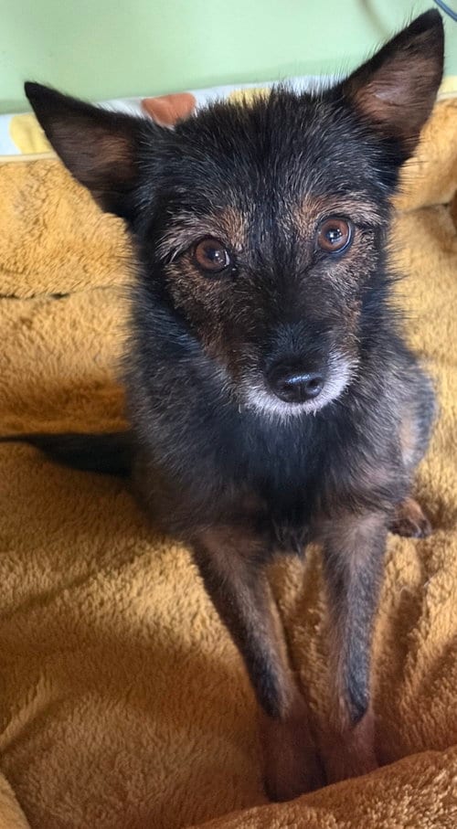 Photo of Miss Frizzle, adoptable Yorkshire Terrier Yorkie in Alexandria, Kentucky