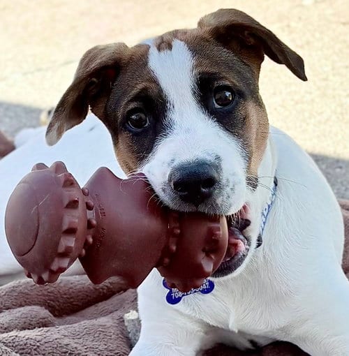Photo of Opie, adoptable Shepherd in Hillside, Illinois
