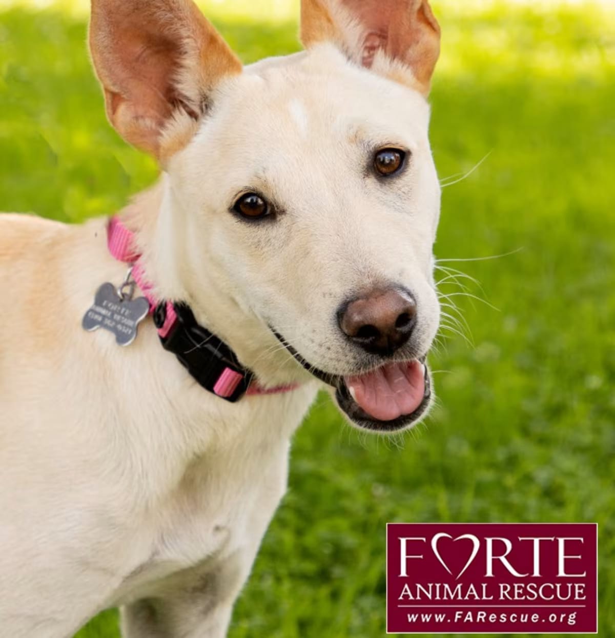Photo of Belle, adoptable Labrador Retriever Shiba Inu in Marina del Rey, California