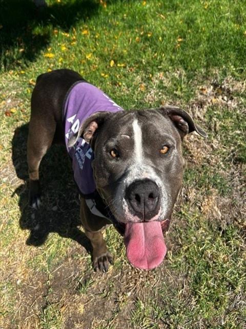 Photo of Zeena, adoptable Pit Bull Terrier in Sacramento, California