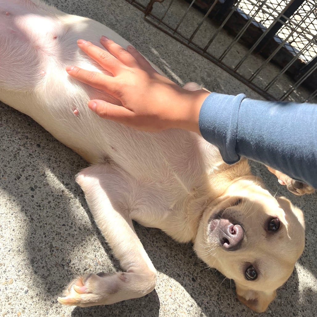 Photo of Caroline, adoptable Chihuahua / Mixed Breed (Medium) in San Francisco, California