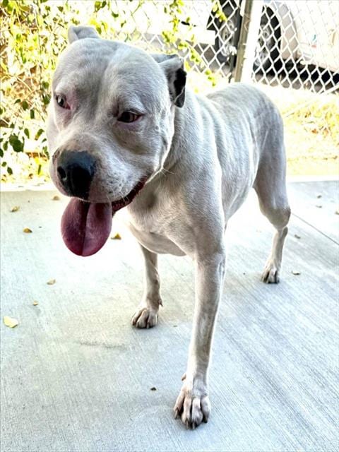 Photo of Barrell, adoptable Pit Bull Terrier in Lancaster, California