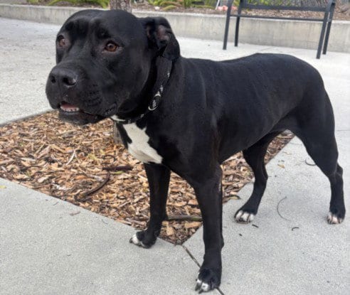 Photo of Lulu, adoptable Pit Bull Terrier in San Pedro, California