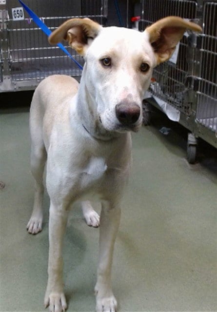 Photo of Lexus, adoptable Labrador Retriever in San Bernardino, California