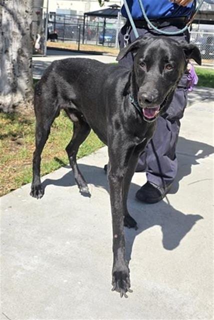 Photo of Hader, adoptable Great Dane in Downey, California