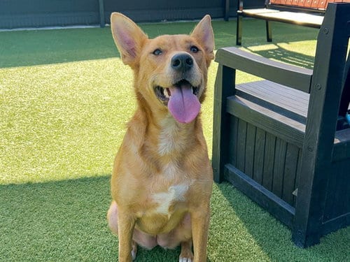 Photo of Amaya, adoptable Labrador Retriever in Orange, California