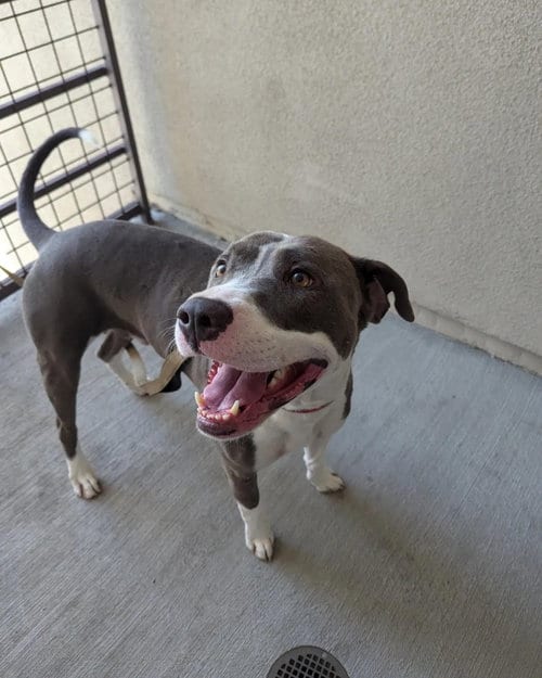 Photo of Roscoe, adoptable American Pit Bull Terrier in Dana Point, California