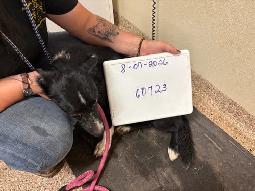 Photo of Calioupe, adoptable Border Collie in Great Bend, Kansas