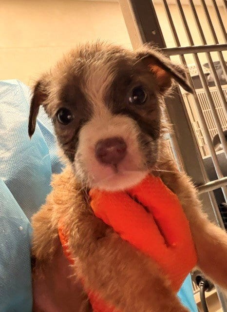 Photo of Peppermint Patty, adoptable Pit Bull Terrier in Baytown, Texas