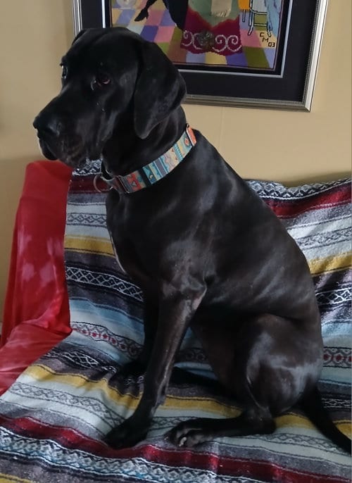 Photo of Gracie, adoptable Great Dane in Newfoundland, Pennsylvania