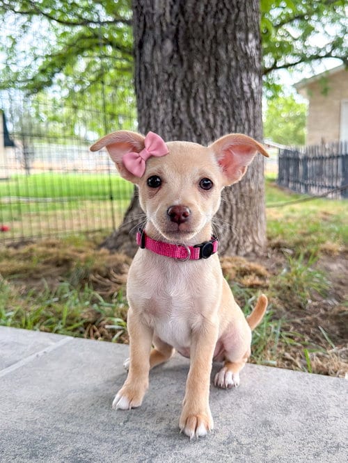 Photo of Pretty in Pink, adoptable Chihuahua in Sandy, Utah