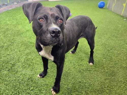 Photo of Coffee, adoptable American Staffordshire Terrier in Van Nuys, California