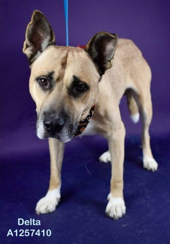 Photo of Delta, adoptable Pit Bull Terrier in Bakersfield, California