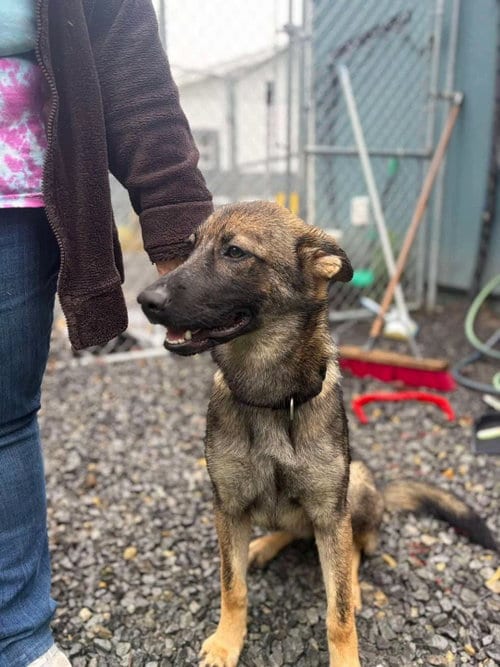 Photo of Lilly (6mo, 30lbs), adoptable German Shepherd Dog in Hinton, West Virginia