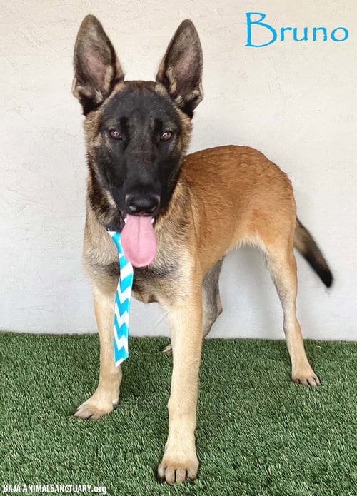 Photo of Bruno, adoptable Belgian Shepherd Malinois in San Diego, California