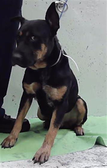 Photo of Beowulf, adoptable Australian Kelpie in Houston, Texas