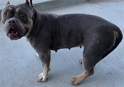 Photo of Baby, adoptable American Bulldog in Baldwin Park, California