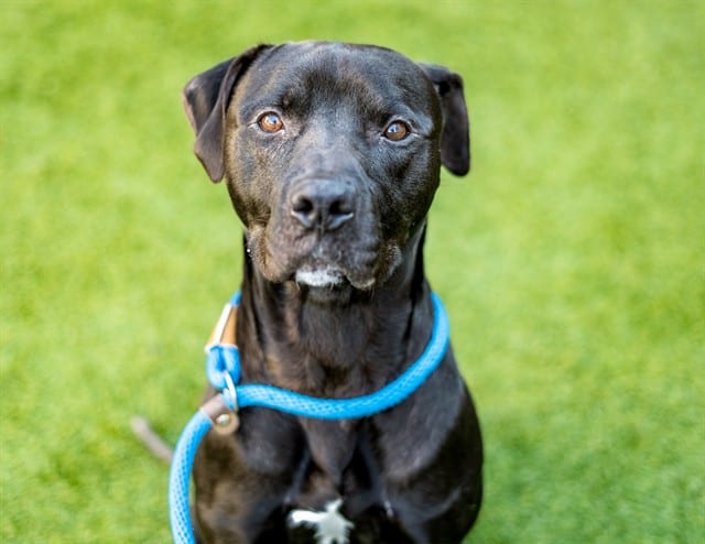 Photo of Ryan, adoptable Pit Bull Terrier in San José, California