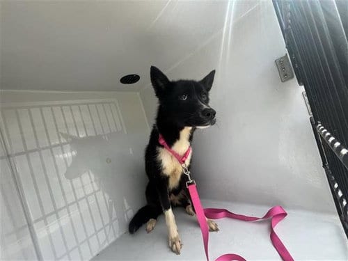 Photo of A663259, adoptable Border Collie in Houston, Texas
