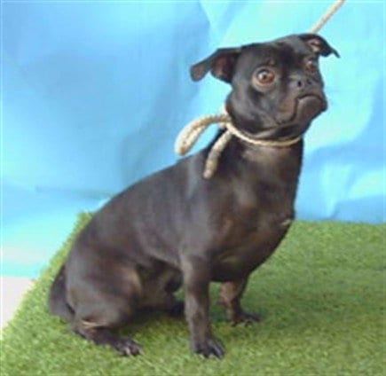 Photo of Neo, adoptable Pug in Gardena, California