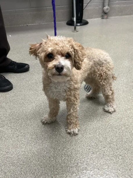 Photo of Popsicle, adoptable Poodle (Miniature) in Las Vegas, Nevada