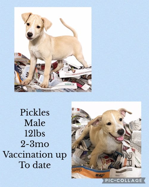 Photo of Pickles, adoptable Labrador Retriever in Virginia Beach, Virginia