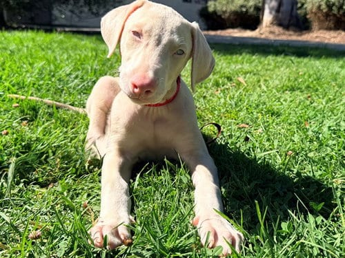 Photo of Lestat, adoptable Doberman Pinscher in San Clemente, California