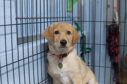 Photo of Teddy, adoptable Labrador Retriever in Mountain Home, Arkansas