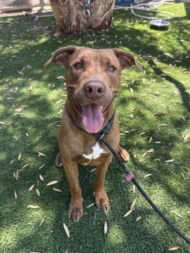 Photo of Wolf, adoptable Pit Bull Terrier in Los Angeles, California