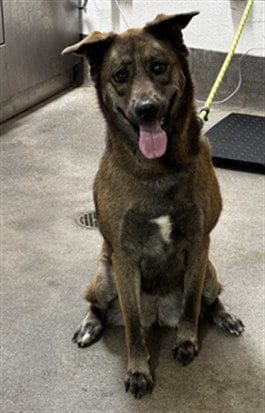 Photo of Marceline, adoptable German Shepherd Dog in Forestville, Maryland