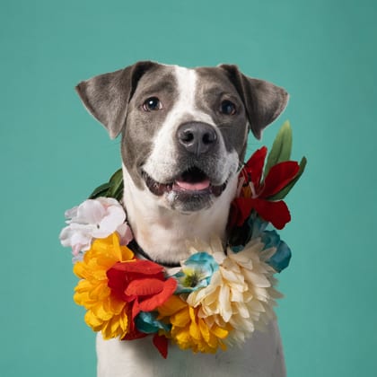 Photo of Bergamot, adoptable dog in Atlanta, Georgia
