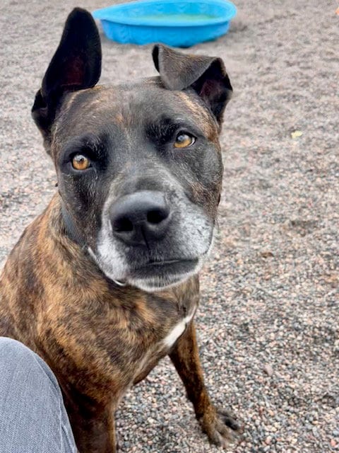 Photo of Jade, adoptable Pit Bull Terrier in Webster, Wisconsin