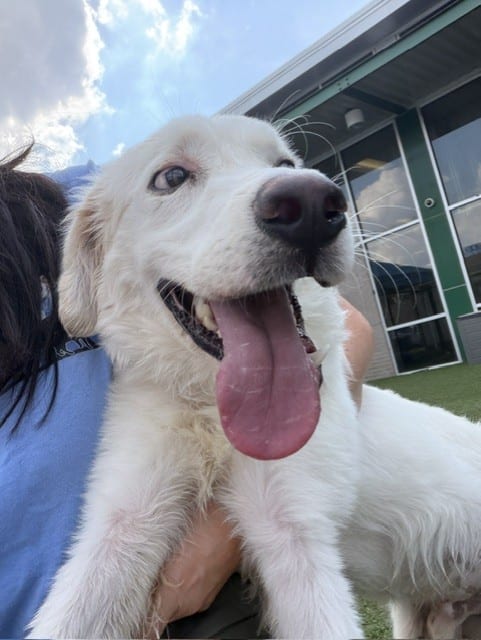 Photo of Taylon, adoptable Mixed Breed