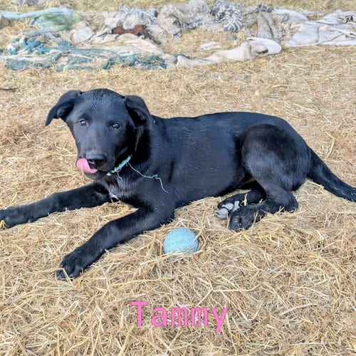 Photo of Tammy, adoptable Belgian Shepherd Malinois in Yreka, California