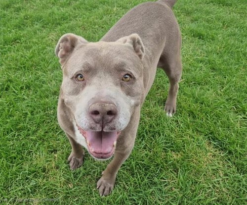 Photo of Curtis, adoptable American Pit Bull Terrier in Albuquerque, New Mexico