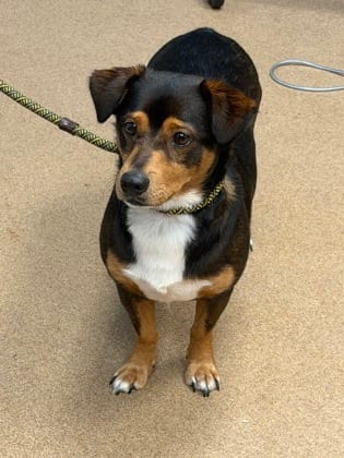 Photo of Becco, adoptable dog in Chamblee, Georgia