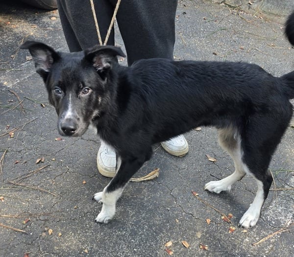 Photo of Gentry, adoptable Shepherd cross in Lawrenceville, Georgia