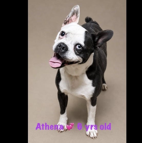 Photo of Athena, adoptable French Bulldog in Crossville, Tennessee